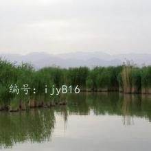 ɳĮ